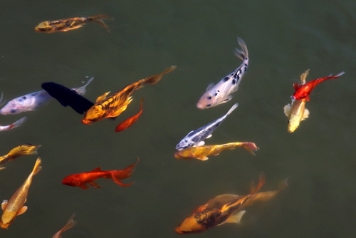 景觀(guān)魚(yú)池水處理設(shè)備--你要知道的景觀(guān)水處理系統(tǒng)的常見(jiàn)問(wèn)題！