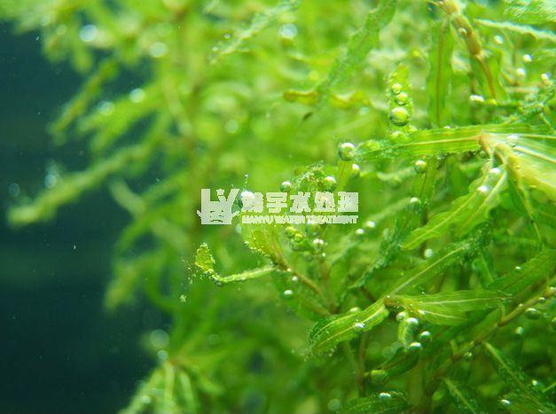 瀚宇水處理：游泳池水藻的處理方法小結(jié)